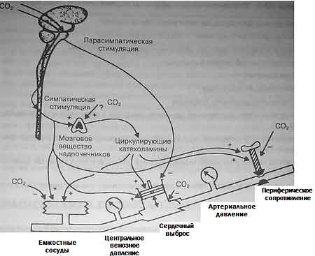 Схема, иллюстрирующая сложность механизма влияния двуокиси углерода на систе¬му кровообращения