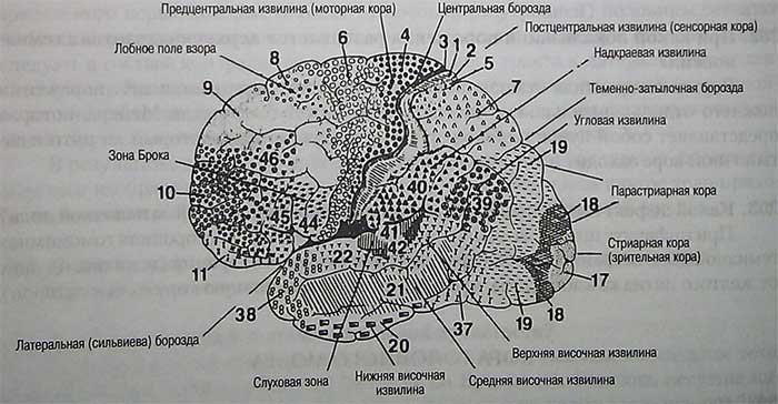 Карта бродмана с описанием полей