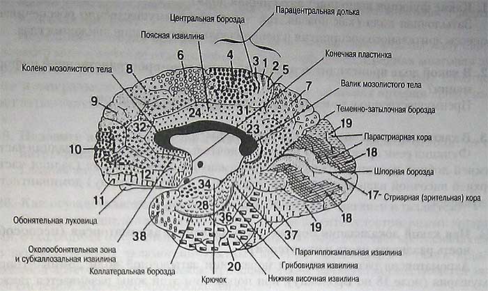 Клин мозга