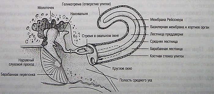 Стенки улитки. Внутреннее ухо улитка анатомия. Строение внутреннего уха геликотрема. Улитка внутреннего уха внутри геликотрема. Барабанная лестница внутреннего уха.