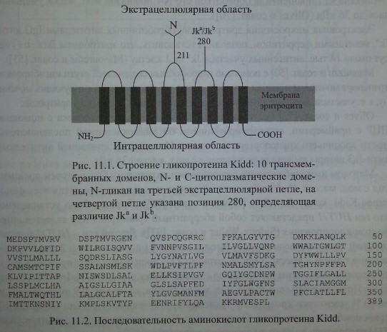 Строение гликопротеина Kidd: 10 трансмем¬бранных доменов, N- и С-цитоплазматические доме¬ны, 