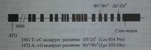 Генная карта локуса DI (SLC4A 1, АЕ1, ЕРВЗ).