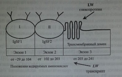 Строение гликопротеина LW и транскрипта гена LW
