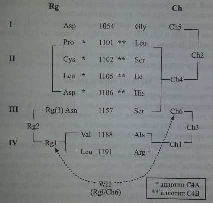 Антигенная модель системы Chido/Rodgers 