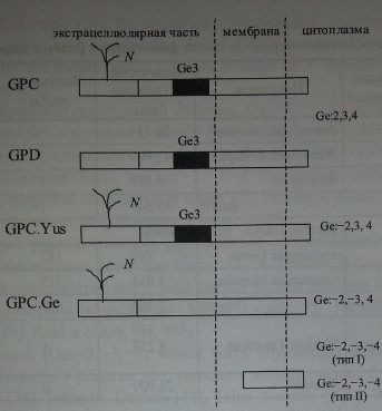 Локализация эпитопов Ge2-4 на гликофорине С и D 