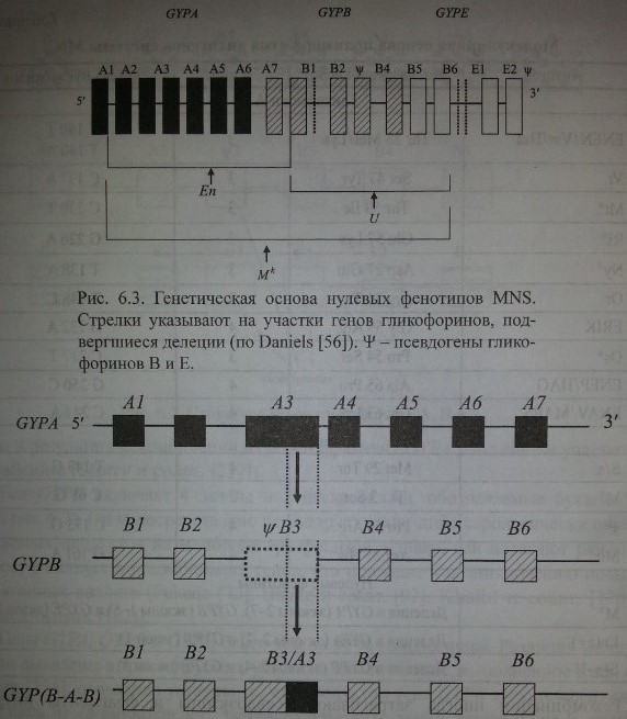 Генетическая основа нулевых фенотипов MNS. Стрелки указывают на участки генов гликофоринов, под¬вергшиеся делеций (по Daniels [56]). ¥ - псевдогены глико¬форинов В и Е.