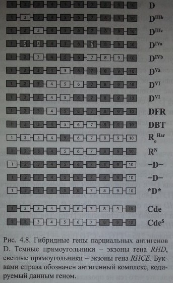 Гибридные гены парциальных антигенов D. Темные прямоугольники - экзоны гена RHD, светлые прямоугольники - экзоны гена RHCE. Бук¬вами справа обозначен антигенный комплекс, коди¬руемый данным геном.