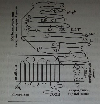 Архитектоника Kell-гликопротеина и Кх-протеина гипотетическая схема