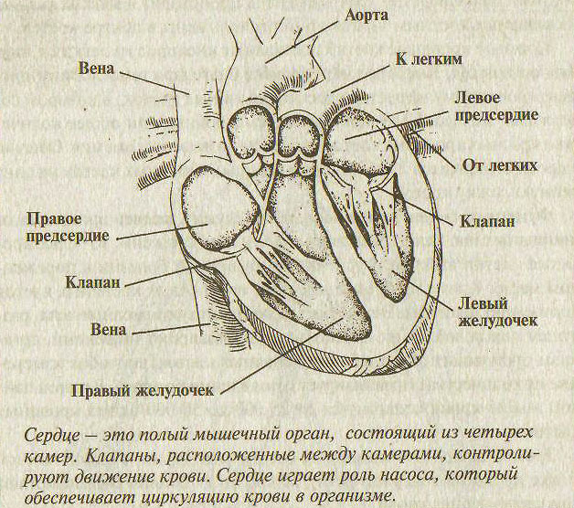 Сколько вен в левом предсердии. Строение сердца человека схема клапаны. Строение сердца и сосуды связанные с сердцем. Сердце схема камеры сосуды клапаны. Схема строения камер сердца.