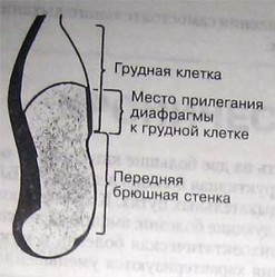 Схематическое изображение распо жения диафрагмы относительно грудной клетки и передней брюшной стенки.