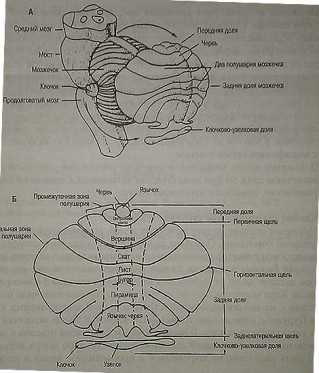 Анатомия мозжечка