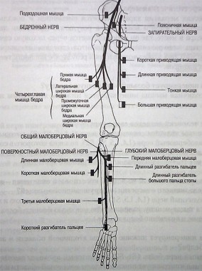 Мышечные структуры человека