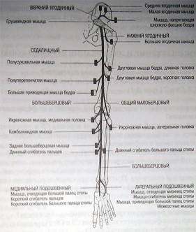 Структура мышц задней конечности