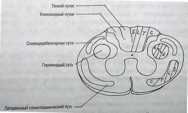 Клетки передних рогов