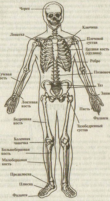 Кости и скелет человека